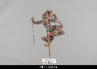 藏品(泰國小檯皮影戲偶)的圖片